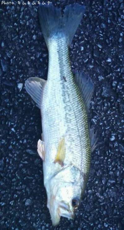 �֥�å��Х�