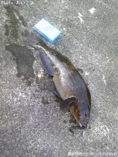 �����ʥ�