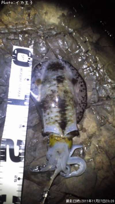 �����ꥤ��