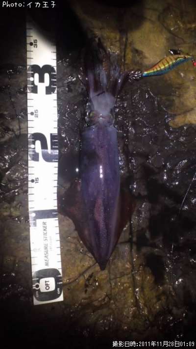 ���󥵥�����