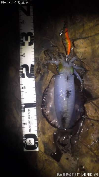 �����ꥤ��