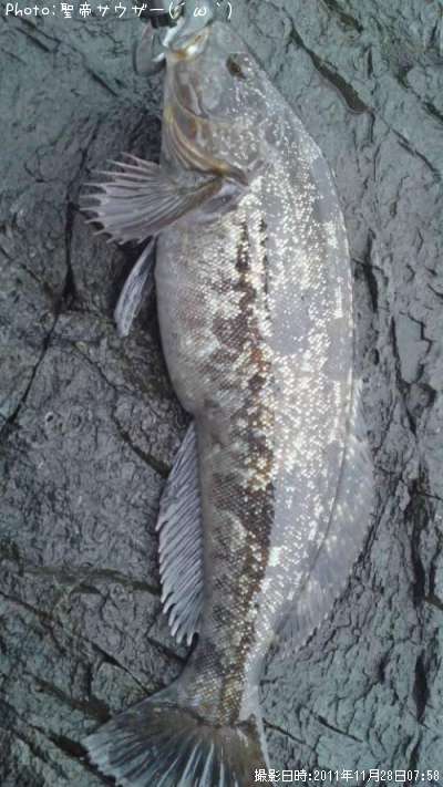 �����ʥ�