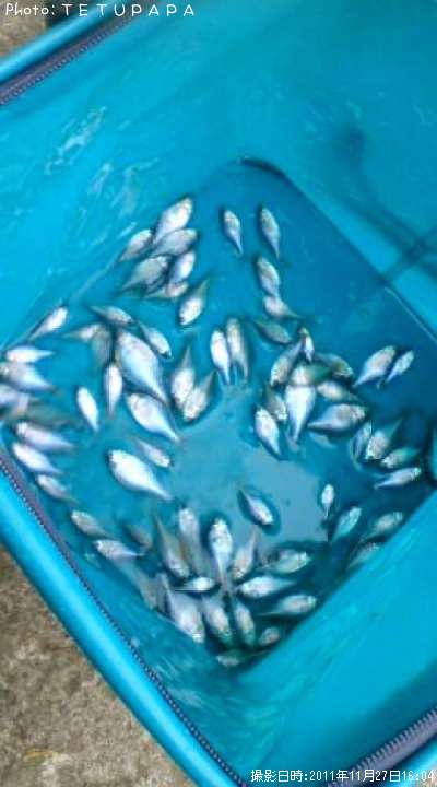 ��Φ�Х饿�ʥ�