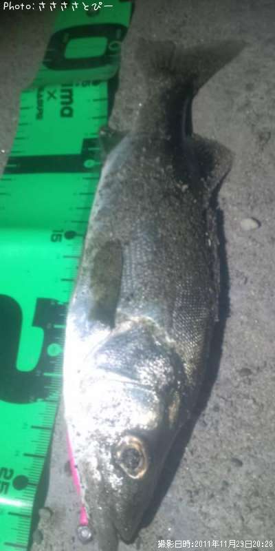 �����Х�