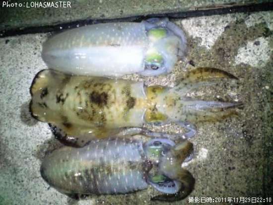 �����ꥤ��