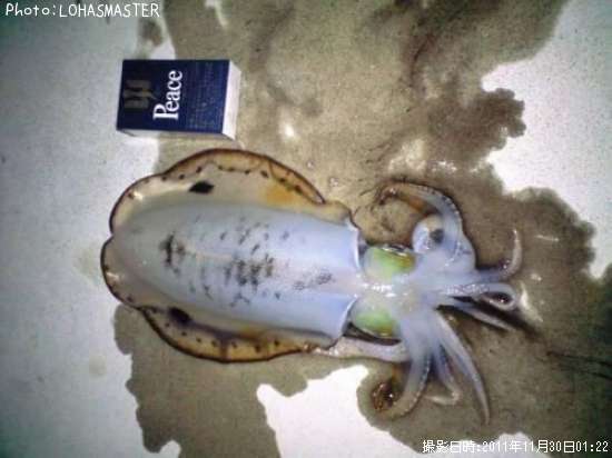 �����ꥤ��