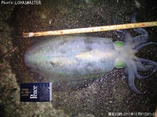 �����ꥤ��