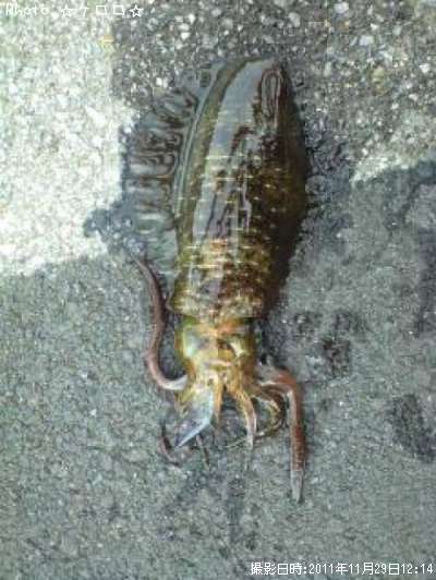 �����ꥤ��