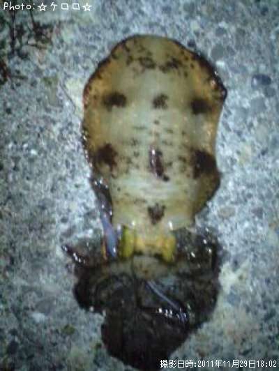 �����ꥤ��