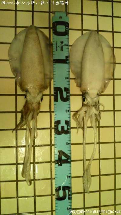 �����ꥤ��