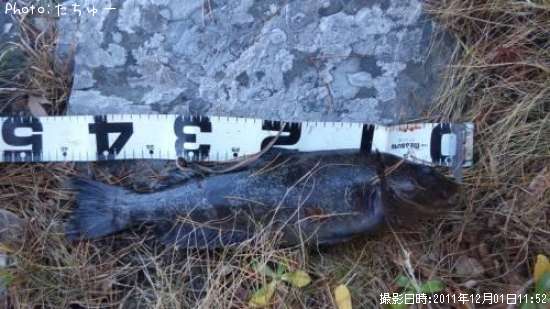 �����ʥ�