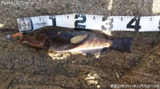 �����ʥ�