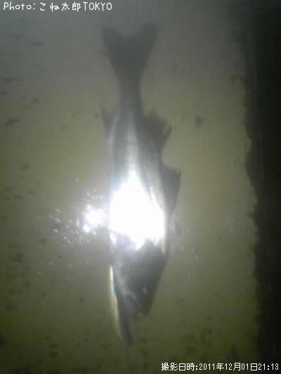 �����Х�