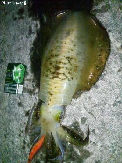 �����ꥤ��