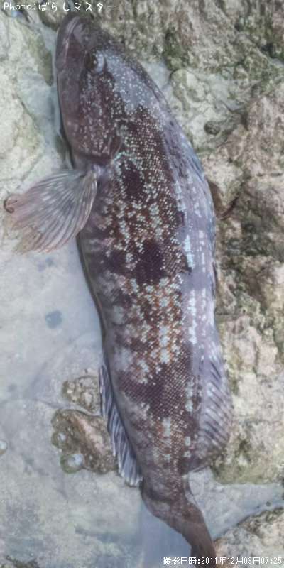 �����ʥ�