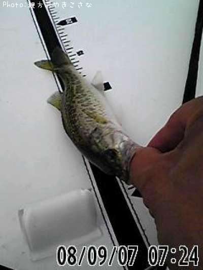 �֥�å��Х�