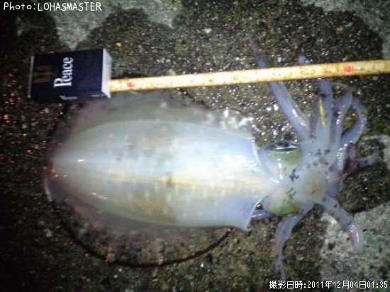 �����ꥤ��