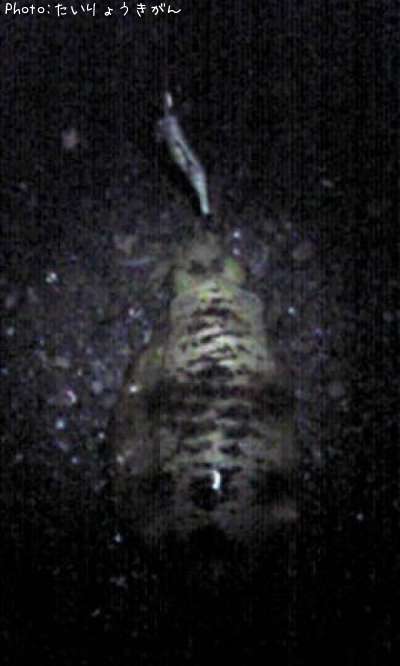 �����ꥤ��