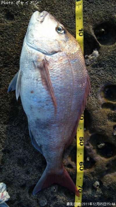 �ޥ�����