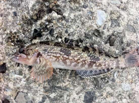 �����ʥ�