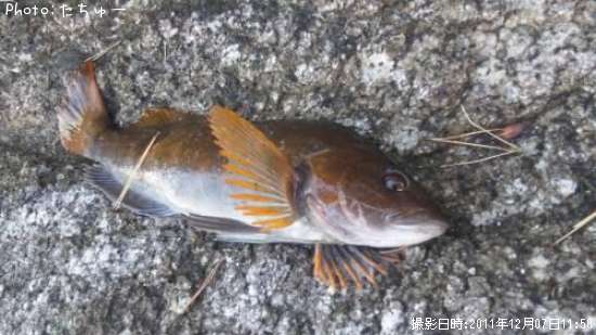 �����ʥ�