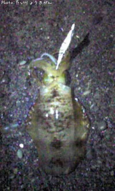 �����ꥤ��