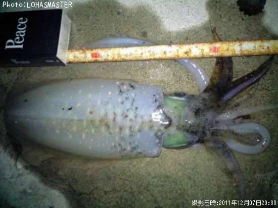 �����ꥤ��