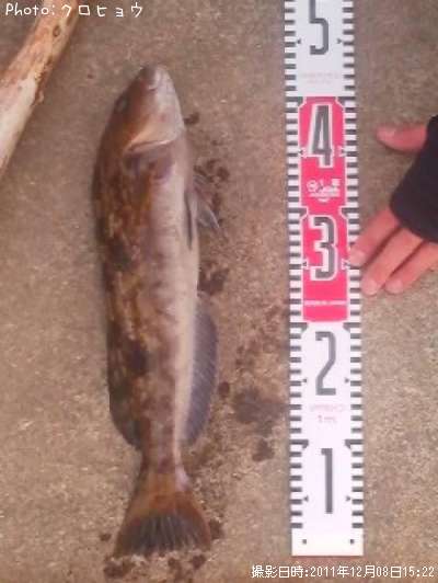 �����ʥ�