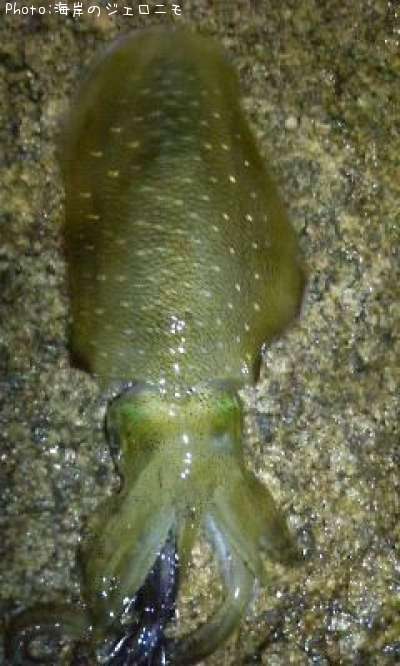 �����ꥤ��