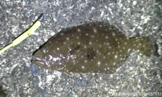 �ҥ�ᡡ�٥ӡ�