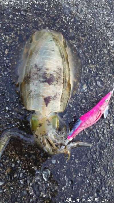 �����ꥤ��