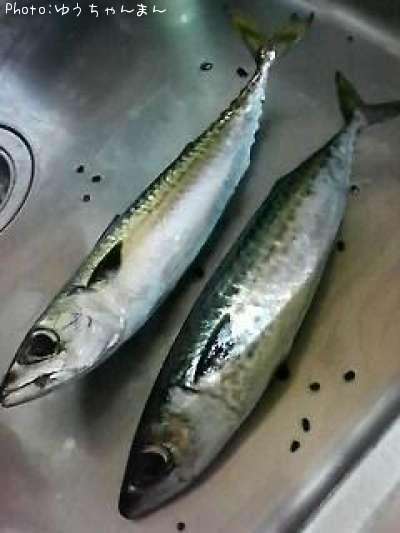 ���ޥ���