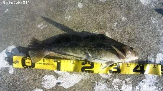 �����ʥ�