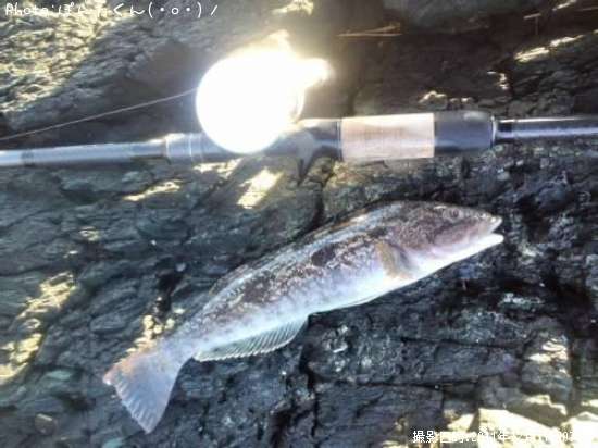 �����ʥ�