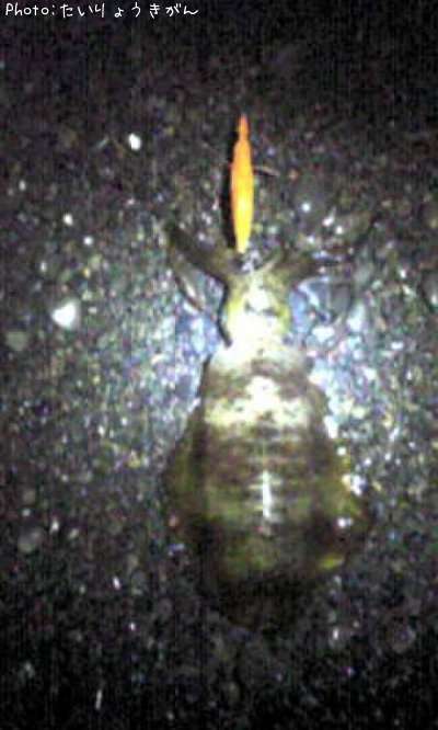 �����ꥤ��