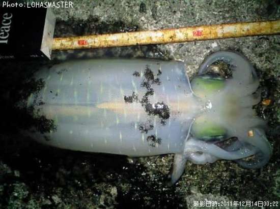 �����ꥤ��