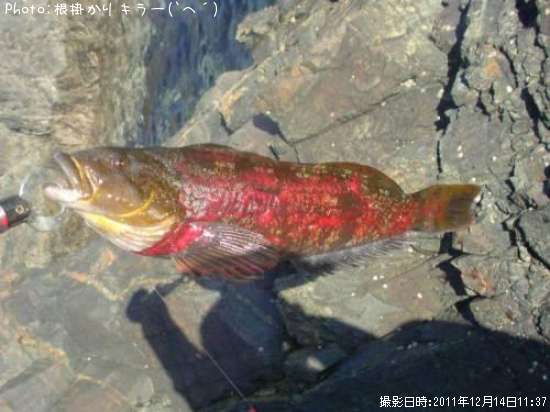 �����ʥ�