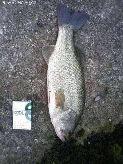 �֥�å��Х�