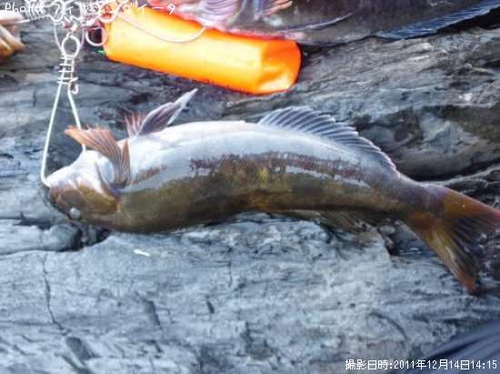 �����ʥ�