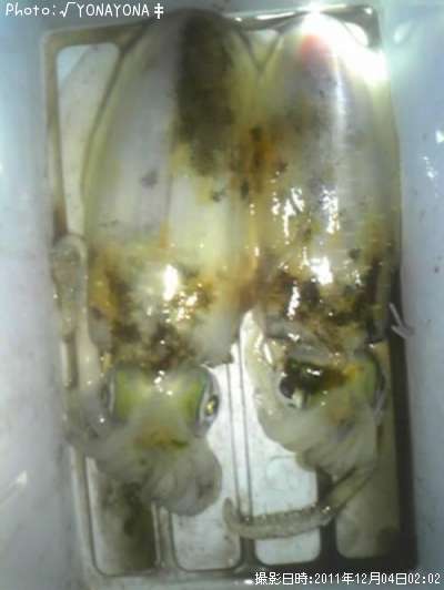 �����ꥤ��