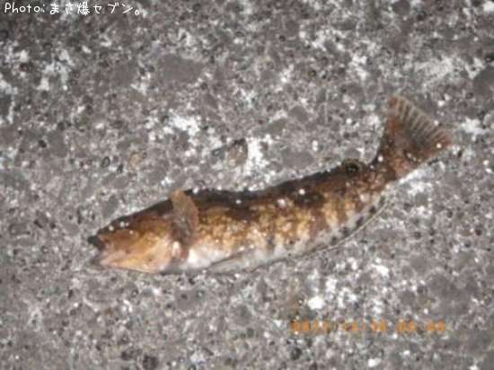 �����ʥ�