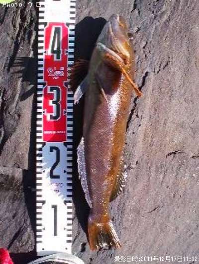 �����ʥ�