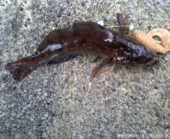 �����ʥ�