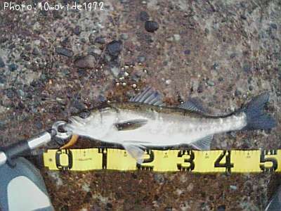 �����Х�