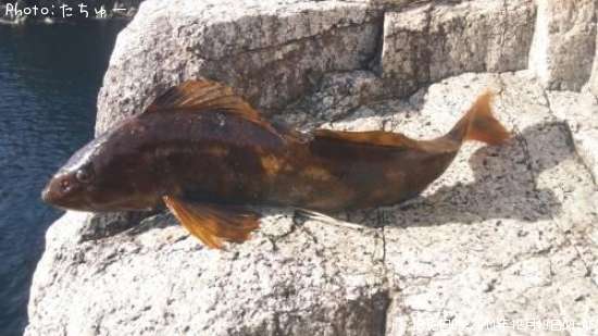 �����ʥ�