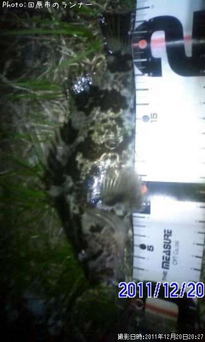 �����Υ���Х�