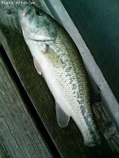 �֥�å��Х�