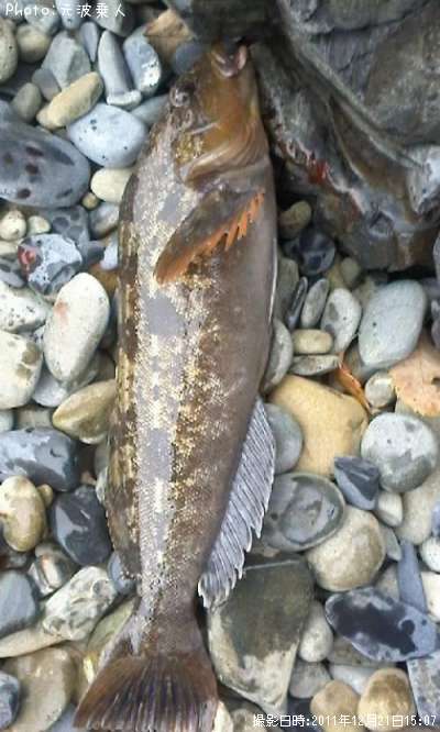 �����ʥ�