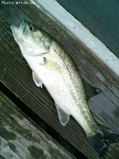 �֥�å��Х�