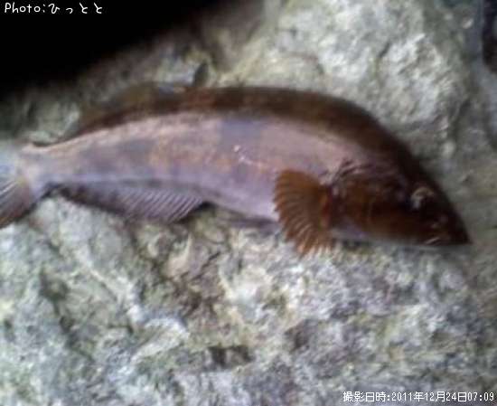 �����ʥ�